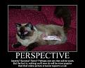 Click image for larger version

Name:	perspectivecatbig.jpg
Views:	471
Size:	57.6 KB
ID:	591786