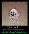 Click image for larger version

Name:	pug1.jpg
Views:	287
Size:	49.6 KB
ID:	592470