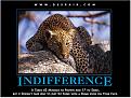 Click image for larger version

Name:	indifference.jpg
Views:	448
Size:	44.3 KB
ID:	593202