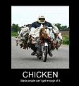 Click image for larger version

Name:	chickenz.jpg
Views:	437
Size:	33.3 KB
ID:	593342